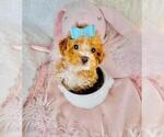 Small #3 Poodle (Toy)