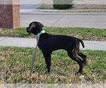 Small Photo #14 German Shorthaired Pointer Puppy For Sale in MCKINNEY, TX, USA