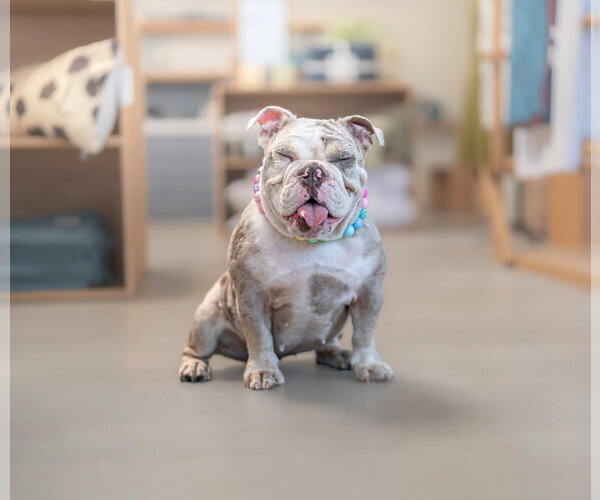Medium Photo #4 Bulldog Puppy For Sale in Marina Del Rey, CA, USA