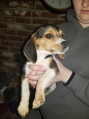 Beagle Puppy for sale in FRESNO, CA, USA