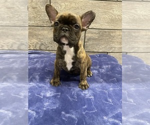 French Bulldog Puppy for sale in RICHMOND, IL, USA
