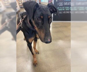 Doberman Pinscher Dogs for adoption in Omaha, NE, USA
