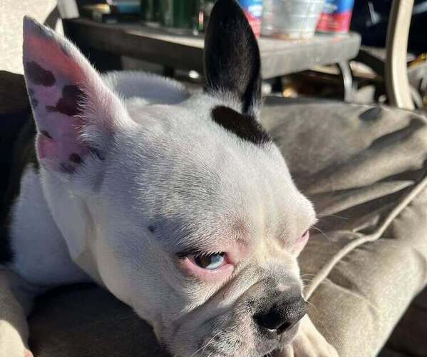 Medium Photo #1 Boston Terrier Puppy For Sale in Riviere-Eternite, Quebec, Canada