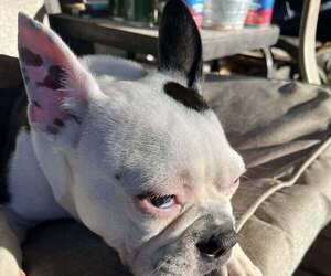 Mother of the Boston Terrier puppies born on 10/28/2025