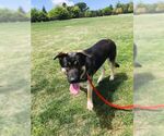 Small #2 German Shepherd Dog