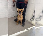FREDA - Female German Shepherd Dog Dog for Adoption - Small photo