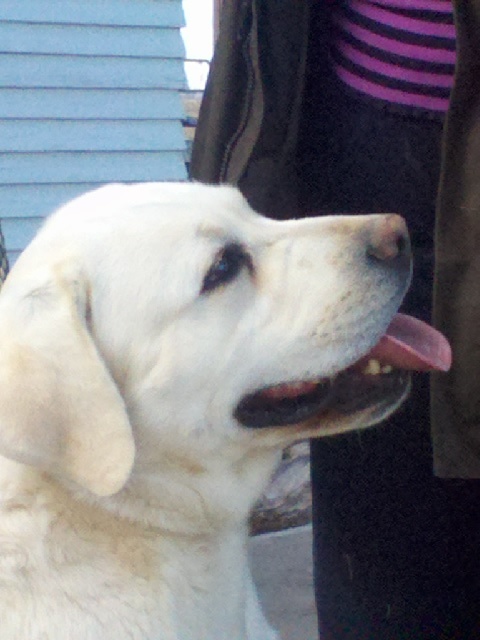 Medium Photo #1 Labrador Retriever Puppy For Sale in PARMA, ID, USA