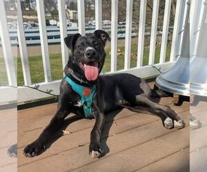 German Shepherd Dog-Unknown Mix Dogs for adoption in New Oxford , PA, USA