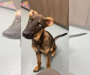 German Shepherd Dog-Huskies Mix Dogs for adoption in Baytown, TX, USA