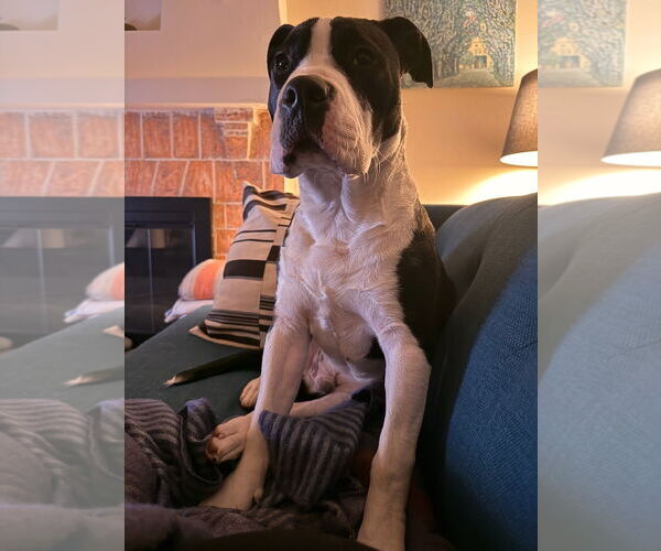 Medium Photo #1 Mutt Puppy For Sale in Woodland Hills, CA, USA