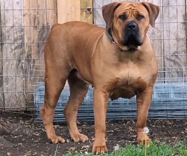 Medium Photo #1 Boerboel Puppy For Sale in RAYMORE, MO, USA