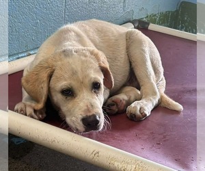 Labrador Retriever-Unknown Mix Dogs for adoption in Rustburg, VA, USA