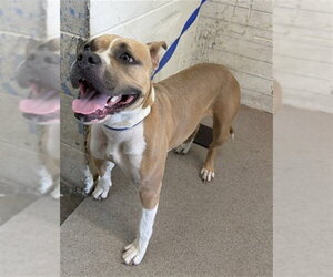 Mutt Dogs for adoption in San Bernardino, CA, USA
