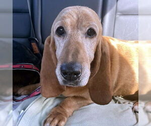 Basset Hound Dogs for adoption in Deepwater, NJ, USA