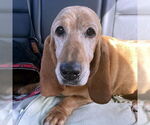 Small Basset Hound