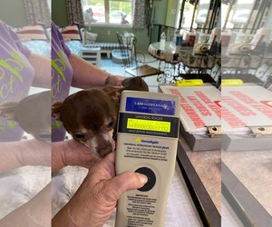 Chihuahua Dogs for adoption in Benton, LA, USA