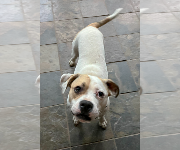 Medium Photo #7 Boxador Puppy For Sale in Arlington, VA, USA