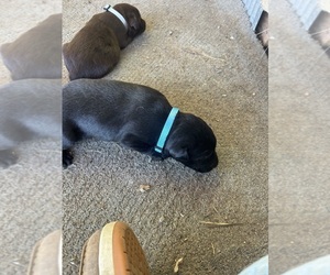 Medium Labrador Retriever