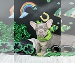 Small Photo #8 French Bulldog Puppy For Sale in BELLVILLE, TX, USA