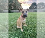 Small #7 American Pit Bull Terrier-Labrador Retriever Mix