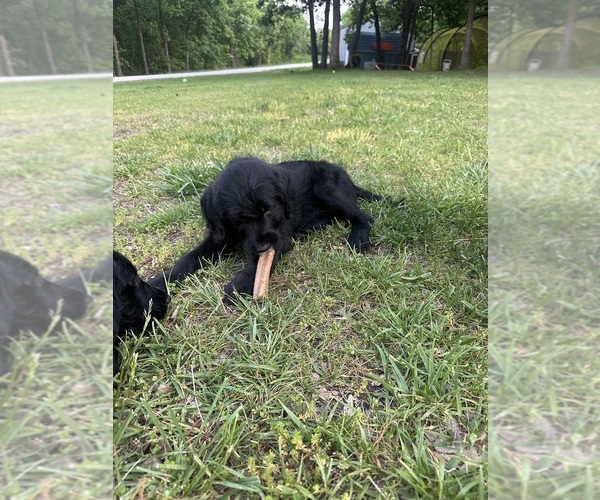 Medium Photo #14 Labradoodle Puppy For Sale in KIRKSVILLE, MO, USA