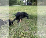 Small #13 Labradoodle