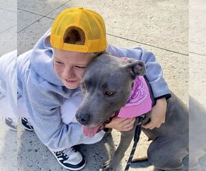 Gigi - Female American Staffordshire Terrier Dog for Adoption - Photo #8