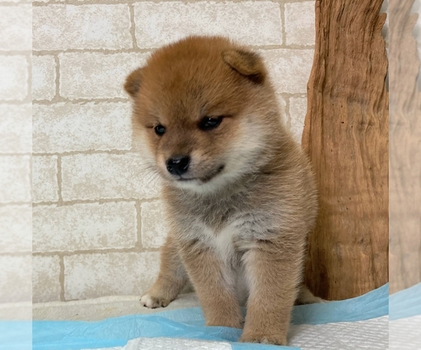 Medium Photo #10 Shiba Inu Puppy For Sale in DALLAS, TX, USA