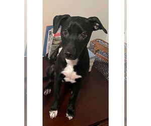 Marley - Female Labrador Retriever-Unknown Mix Dog for Adoption - Photo #8