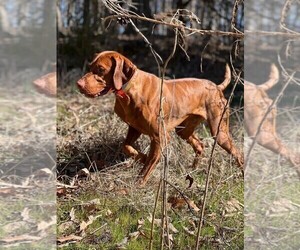 Father of the Vizsla puppies born on 04/28/2022