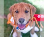 Small #6 Labrador Retriever Mix