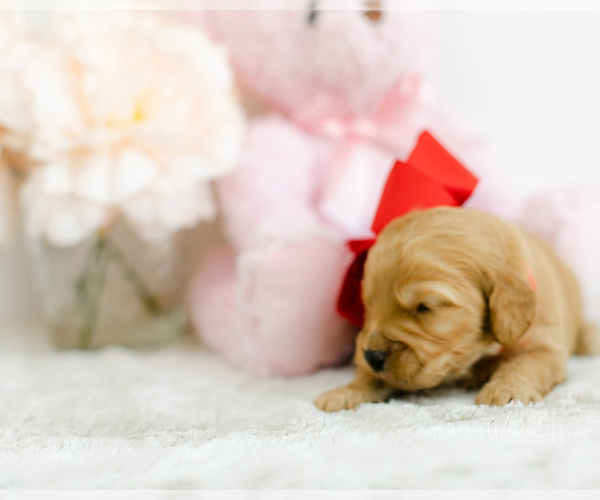 Medium Photo #4 Goldendoodle (Miniature) Puppy For Sale in LITTLE ROCK, AR, USA