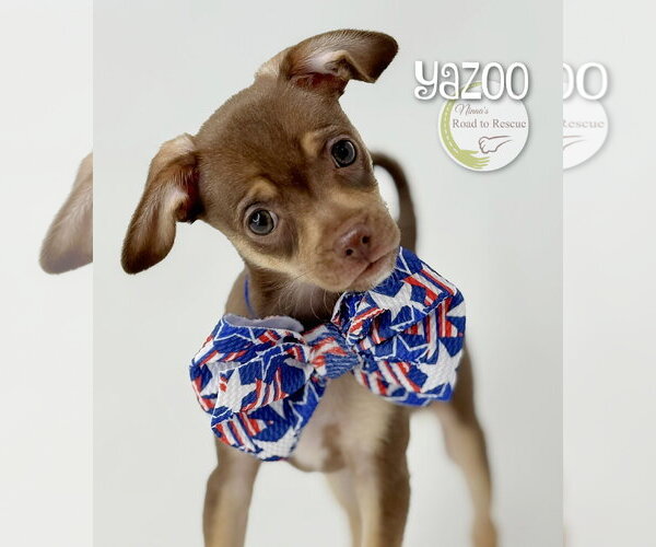 Medium Photo #1 Chug Puppy For Sale in Benton, LA, USA