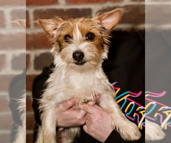 Medium Photo #3 Mutt Puppy For Sale in St. Louis Park, MN, USA