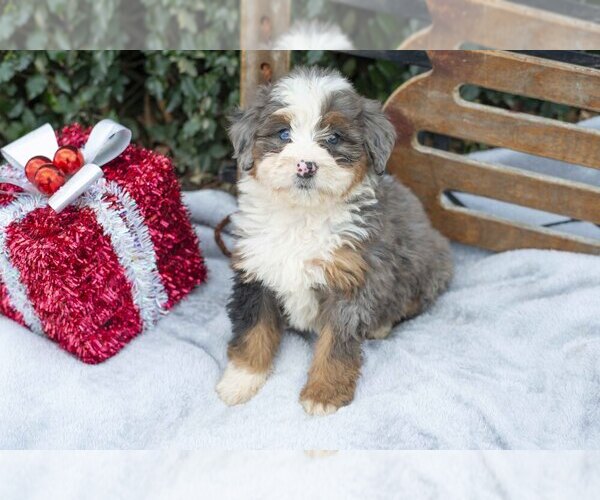 Medium Photo #2 Bernedoodle (Miniature) Puppy For Sale in APPLE CREEK, OH, USA