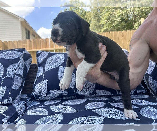 Medium Photo #1 Great Dane Puppy For Sale in WILLIS, TX, USA