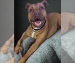 Small #5 American Pit Bull Terrier