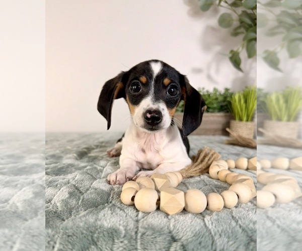 Medium Photo #4 Dachshund Puppy For Sale in GREENFIELD, IN, USA