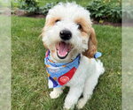 Small #7 Poodle (Toy)