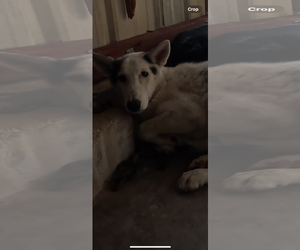 Timber - Male Gerberian Shepsky Dog for Adoption - Photo #2