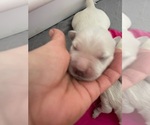 Small #1 English Cream Golden Retriever