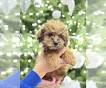 Small #4 Poodle (Miniature)