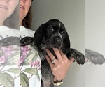 Puppy Sadie German Shorthaired Pointer