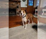 Small American Staffordshire Terrier-Labrador Retriever Mix