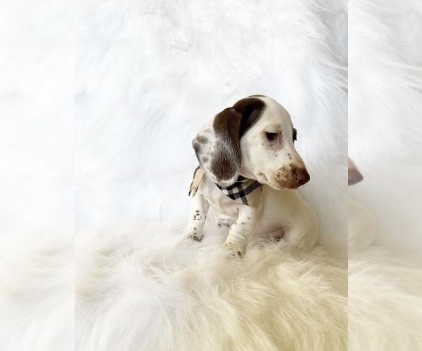 Medium Photo #5 Dachshund Puppy For Sale in DAVIS, CA, USA