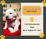 Small Photo #4 Goldendoodle Puppy For Sale in ADA, OK, USA