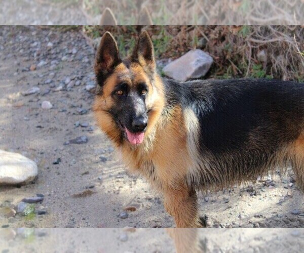 Medium Photo #2 German Shepherd Dog Puppy For Sale in PEORIA, AZ, USA