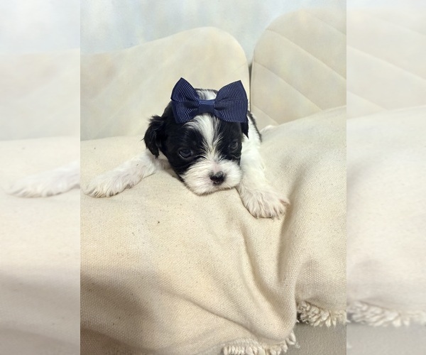 Medium Photo #36 Shih Tzu Puppy For Sale in LANCASTER, CA, USA