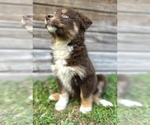 Small Photo #1 Miniature Australian Shepherd Puppy For Sale in ORLANDO, FL, USA