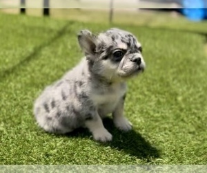 French Bulldog Puppy for sale in DALLAS, TX, USA